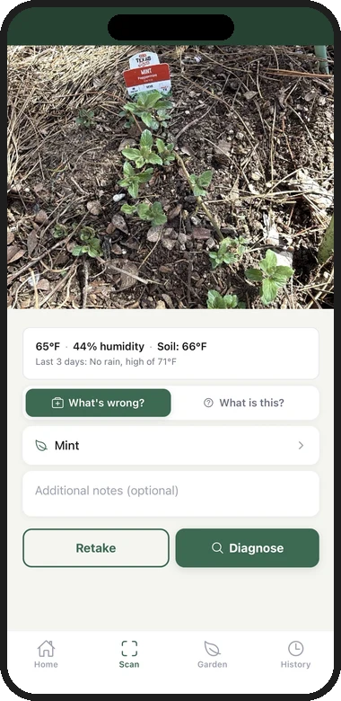 Root Cause pre-diagnosis screen showing a mint plant photo with weather data and Diagnose button