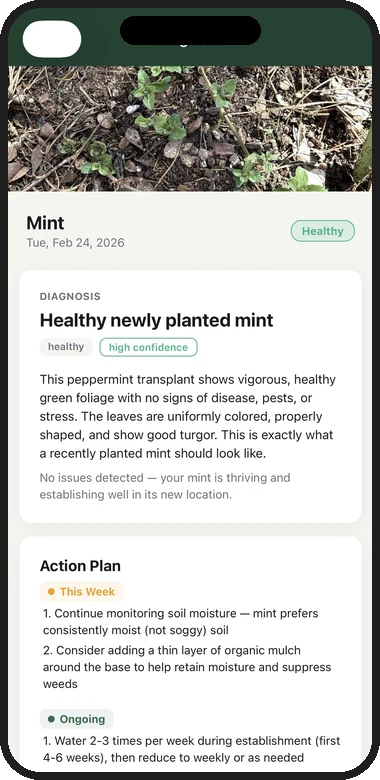 Root Cause diagnosis showing Healthy mint with high confidence, detailed explanation